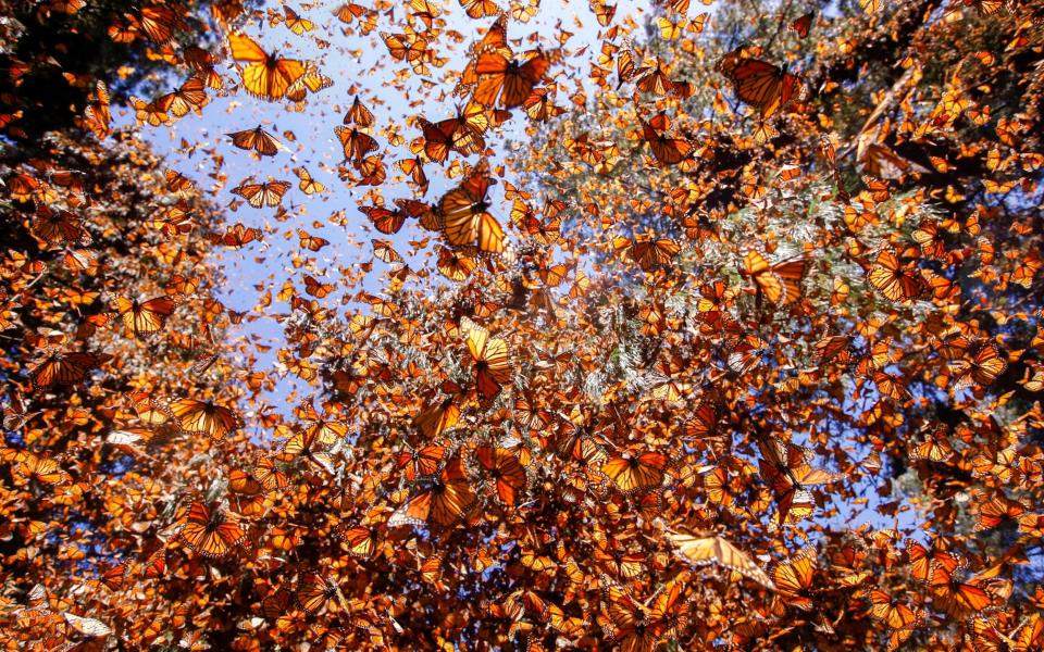 Butterflies Mexico - Sylvain CORDIER/Gamma Rahpo / Getty