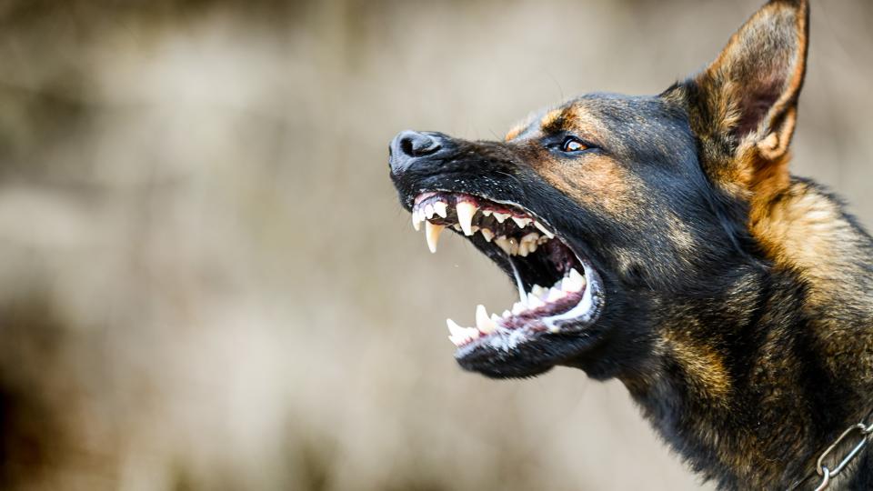 a german shepherd baring its teeth