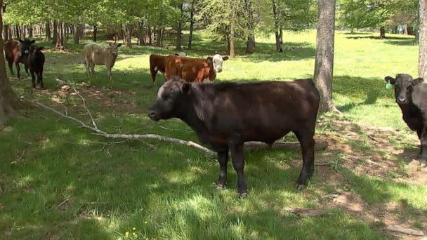 PHOTO: Cows led the Boone Police Department officers to Minton, who fled after a traffic stop. (WSOC)