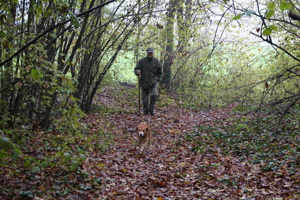 In this photo taken on Sunday, Nov. 10, 2019, Carlo Olivero walks in the walks the woods around Alba, Italy, with his 3-year-old dog Steel in search of prized white truffles. Olivero has been hunting truffles for more than 40 years, and worries about climate change and the transition of wooded land to vineyards and orchards will impoverish future truffle production. (AP Photo/Martino Masotto)