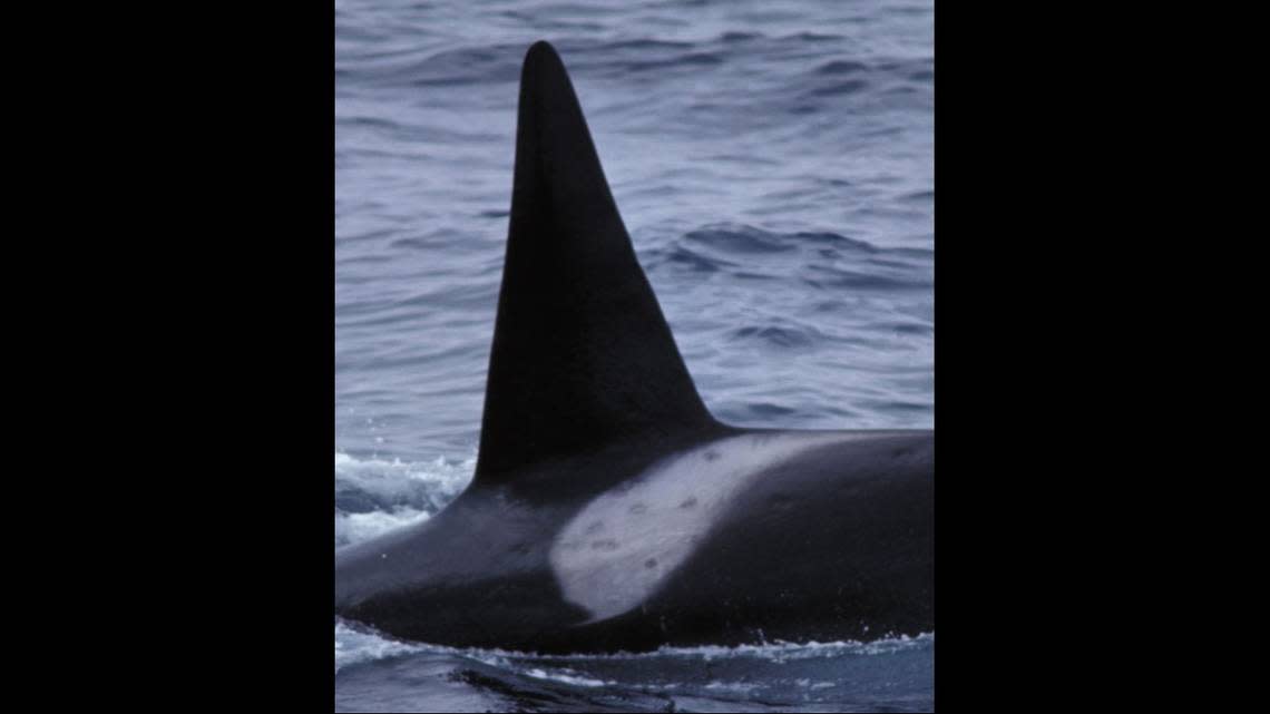 The killer whales have circular scarring left behind from cookiecutter shark bites, a deep sea shark, the researchers said.