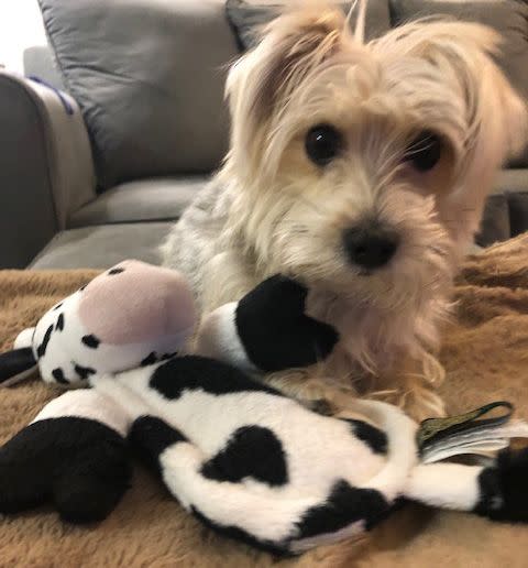 Rocco and his Hear Doggy Flatty toy. (Photo: Chewy)