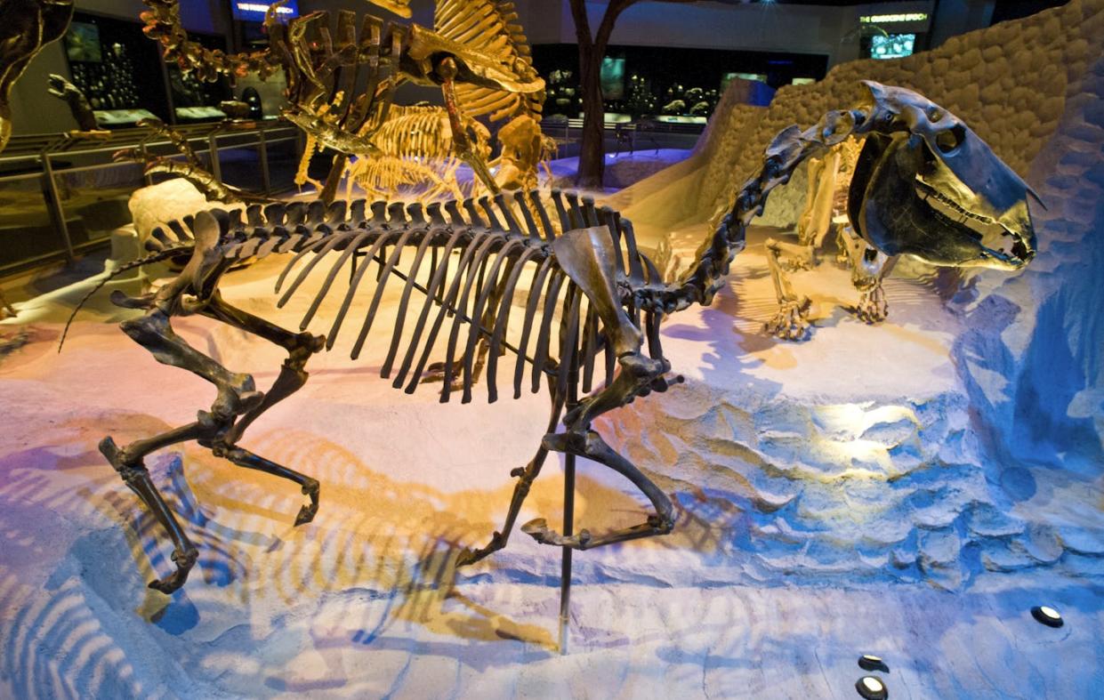 People have collected fossil horses throughout North America for centuries. Florida Museum/Mary Warrick