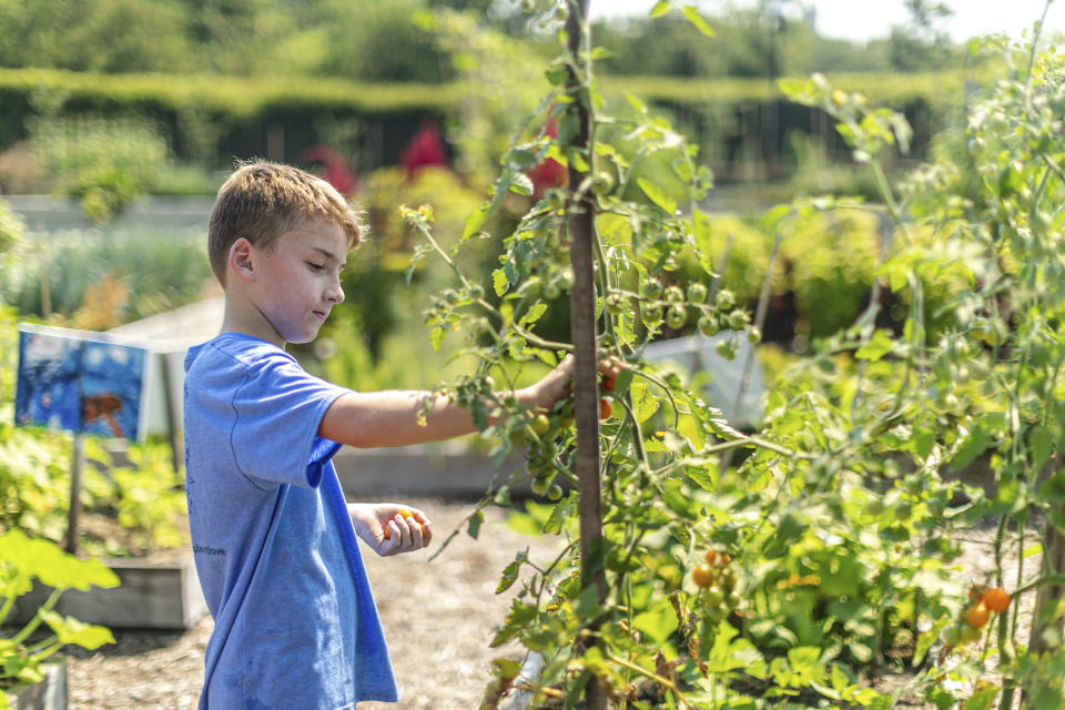 This photo released by The New York Botanical Garden shows schoolchildren learning about growing food in the garden’s 3-acre Edible Academy. (The New York Botanical Garden via AP)