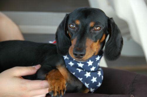 fourth of july dog