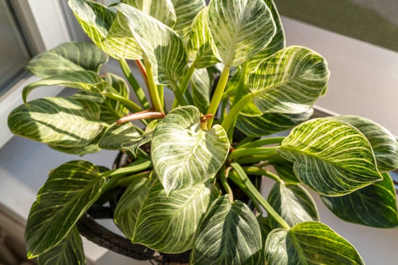 Close up of green leaf of philodendron birkin or new wave. plant in a pot on the windowsill at home. indoor gardening