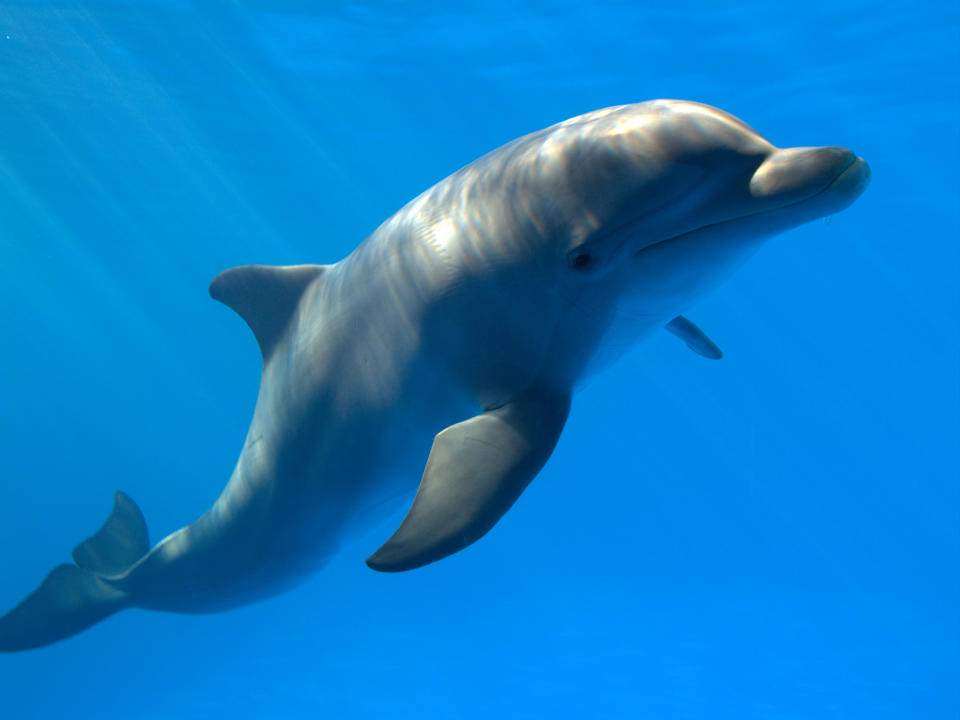Ein Delfin unter Wasser. (Bild: Getty Images)