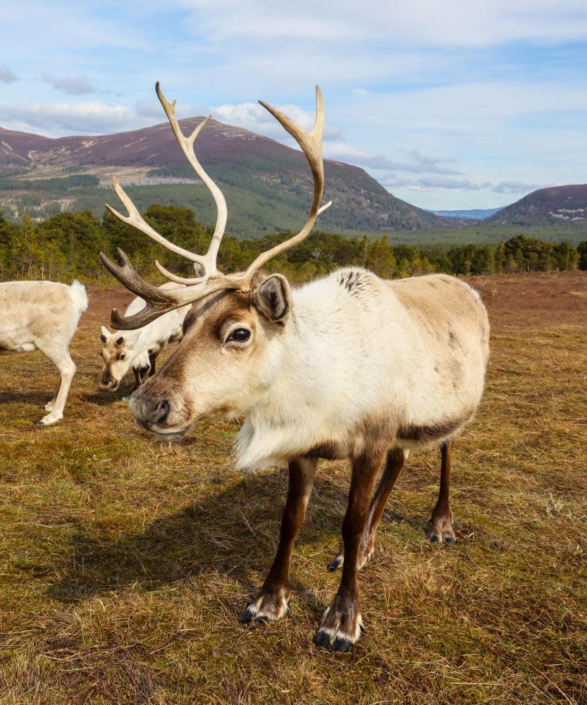 A reindeer