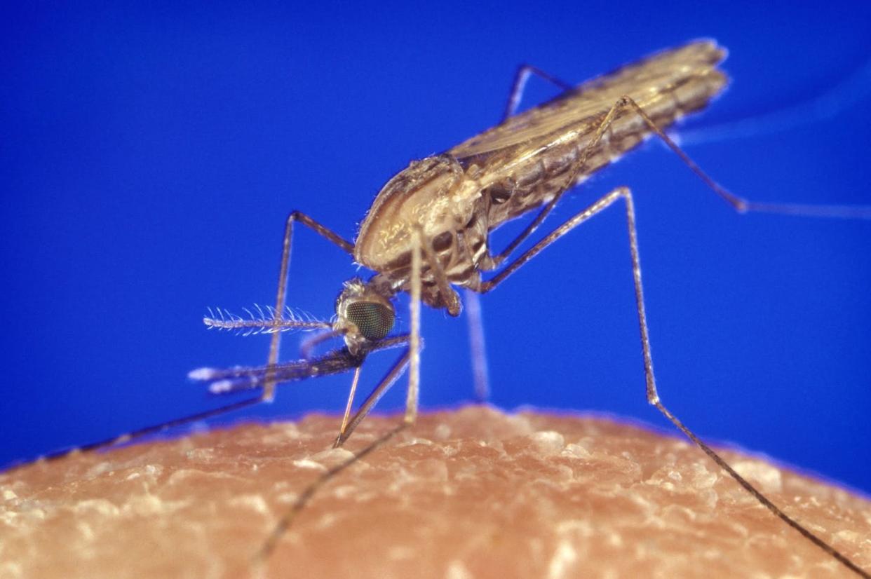 The _anopheles gambiae_ mosquito transmits malaria to humans. James Gathany/Everett Collection/Shutterstock