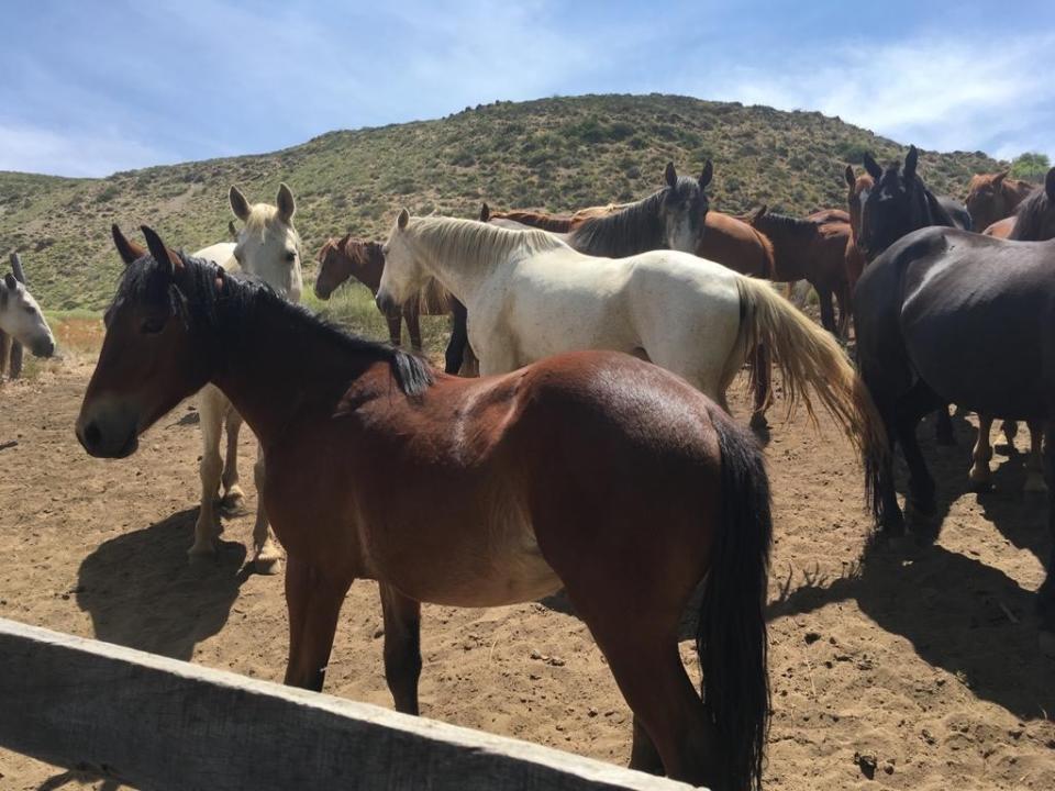 They had been working on a remote horse ranch in the foothills of the Andes (FCO/PA)