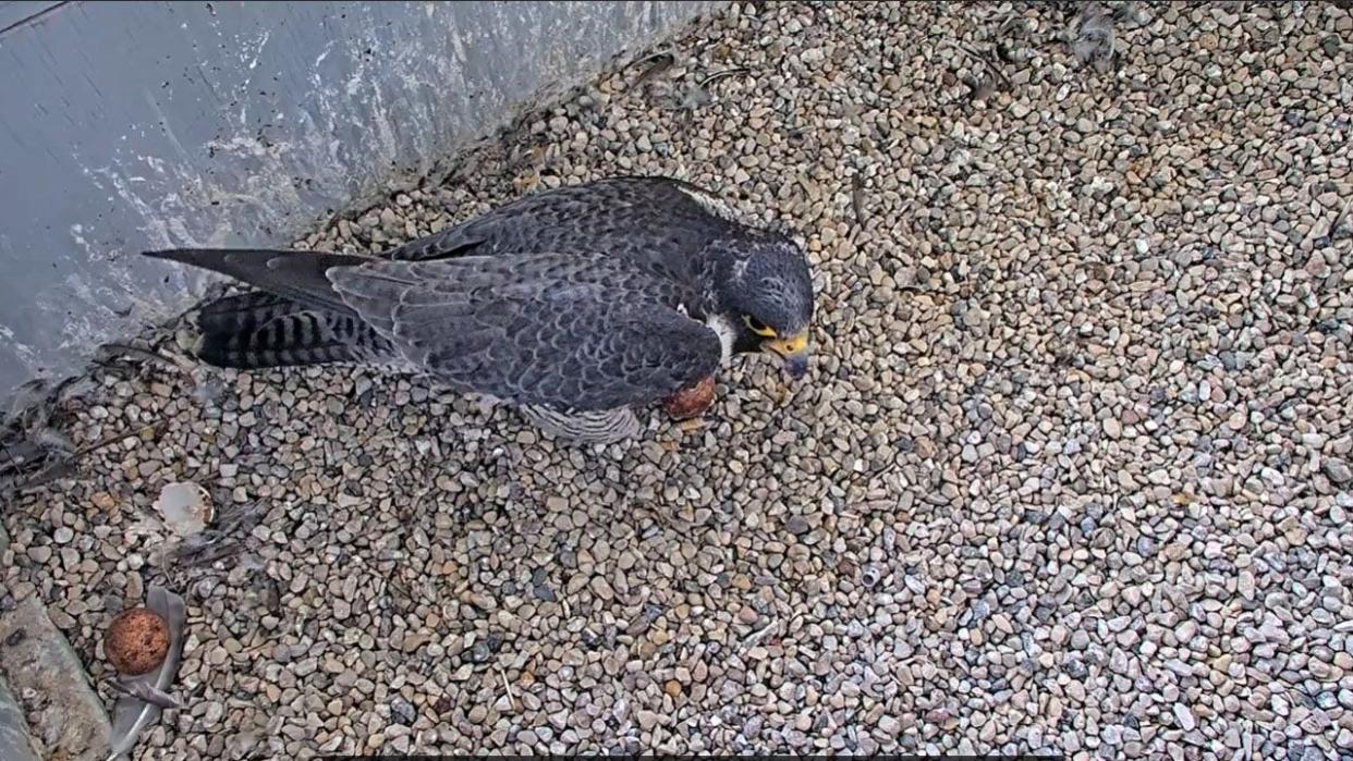 <div>We Energies welcomes 1st peregrine falcon chick of season</div>