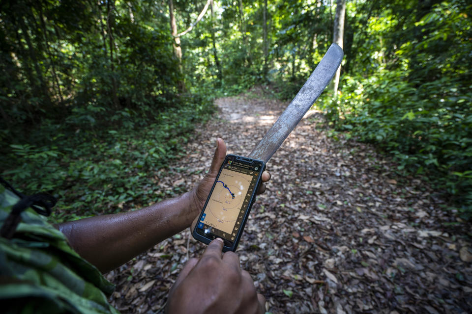 A Park ranger uses a GPS in Gabon's Pongara National Park dense forest to track forest elephant, on March 09, 2020. Gabon holds about 95,000 African forest elephants, according to results of a survey by the Wildlife Conservation Society and the National Agency for National Parks of Gabon, using DNA extracted from dung. Previous estimates put the population at between 50,000 and 60,000 or about 60% of remaining African forest elephants. (AP Photo/Jerome Delay)
