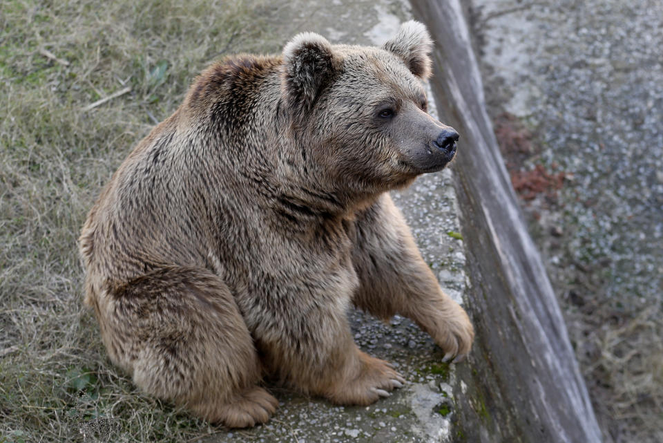 A sick brown bear sits at his enclosure in the Marghazar Zoo, in Islamabad, Pakistan, Wednesday, Dec. 16, 2020. A pair of sick and neglected dancing Himalayan brown bears will leave Islamabad's notorious zoo Wednesday for a sanctuary in Jordan, closing down a zoo that once housed 960 animals. The Marghazar Zoo's horrific conditions gained international notoriety when Kaavan, dubbed the world's loneliest elephant, grabbed headlines and the attention of iconic American entertainer Cher. (AP Photo/Anjum Naveed)
