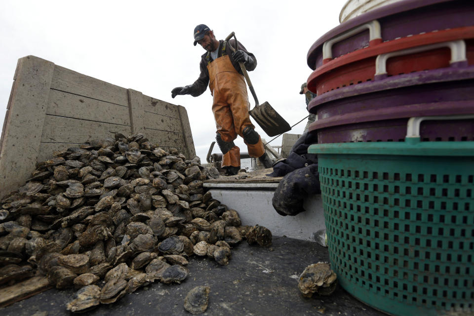 In this Dec. 20, 2013 picture, Shawn Sturgis prepares to shovel a pile of oysters on the deck of the skipjack Hilda M. Willing in Tangier Sound near Deal Island, Md. (AP Photo/Patrick Semansky)