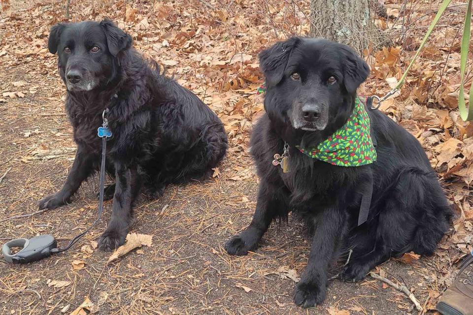 <p>Ann MacLean</p> Canine siblings Mozart and Maddy