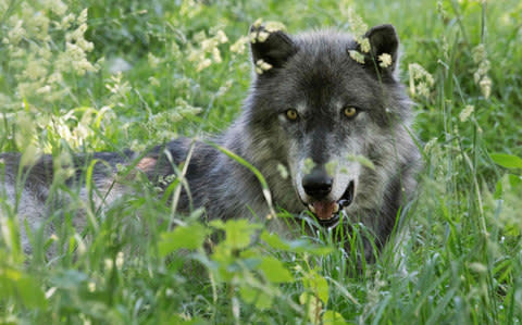 A wolf at the Wolf Science Center (WSC) in Ernstbrunn, Austria - Credit: JOE KLAMAR/AFP/Getty Images