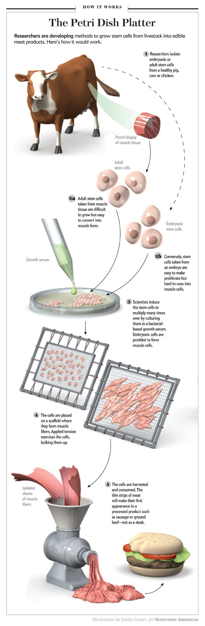 Cultured Beef: Do We Really Need a $380,000 Burger Grown in Petri Dishes?