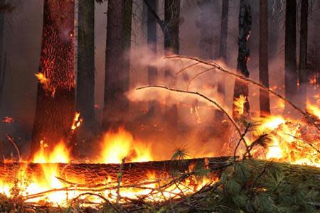 Downed timber burns near Yosemite National Park, California, in this U.S. Forest Service (USFS) handout picture taken September 1, 2013. REUTERS/Mike McMillan/USFS/Handout