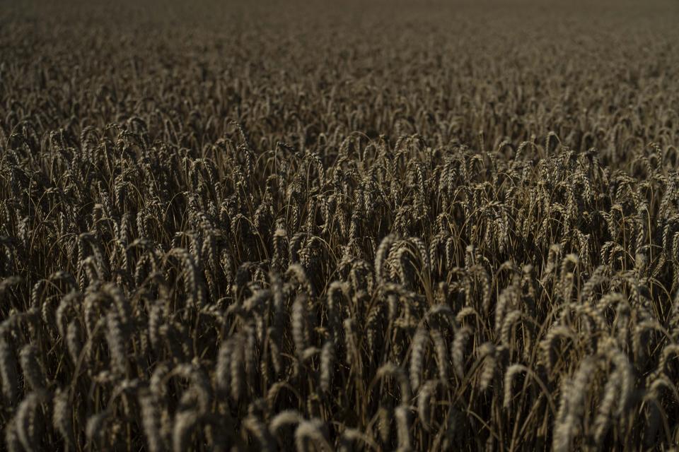 Wheat grows in a field in Cherkasy region, Ukraine, Tuesday, July 25, 2023. The collapse of the Black Sea grain deal and a series of missile strikes on Ukrainian grain silos and ports have left farmers with few options to export their grain — and all of them are getting more expensive. (AP Photo/Jae C. Hong)