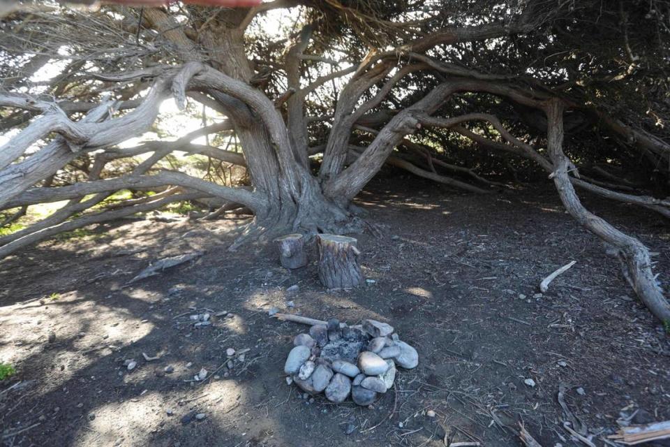 An illegal campfire ring under the only cypress tree on San Carpoforo Creek Beach. David Middlecamp/dmiddlecamp@thetribunenews.com