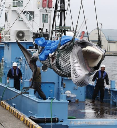 A captured Minke whale is unloaded after commercial whaling at a port in Kushiro, Hokkaido Prefecture, Japan