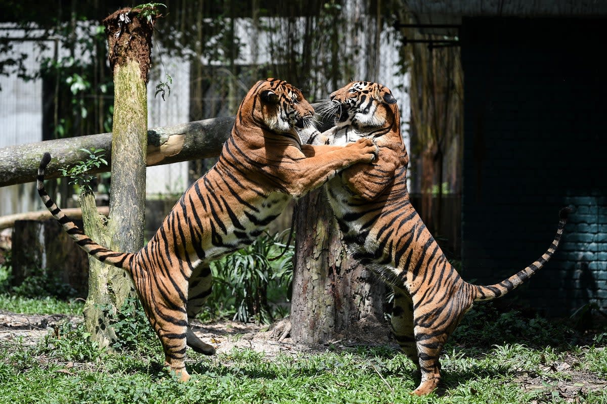 File: Two Malayan tigers fight at the National Zoo in Kuala Lumpur (AFP via Getty Images)