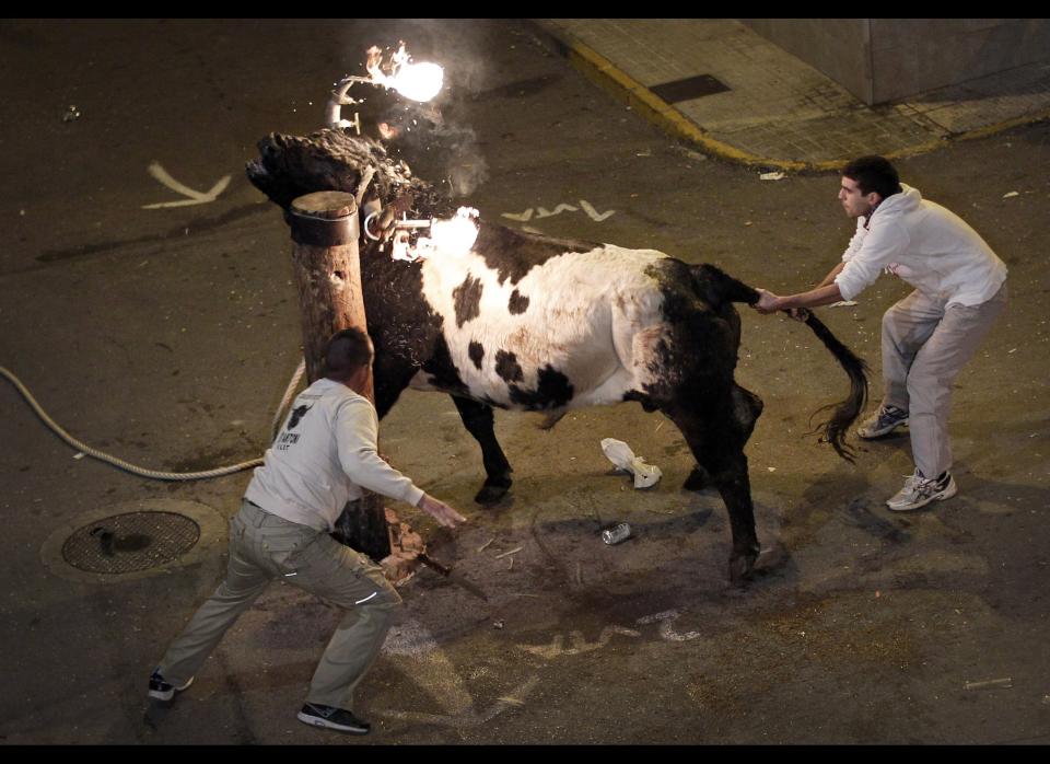 Reveler release a bull with flaming horns during a festival in honor of Saint Anthony, the patron saint of animals, in the streets of Gilet, a town near Valencia, Spain, in the early hours of  Sunday, Jan. 15, 2012. (Alberto Saiz, AP)