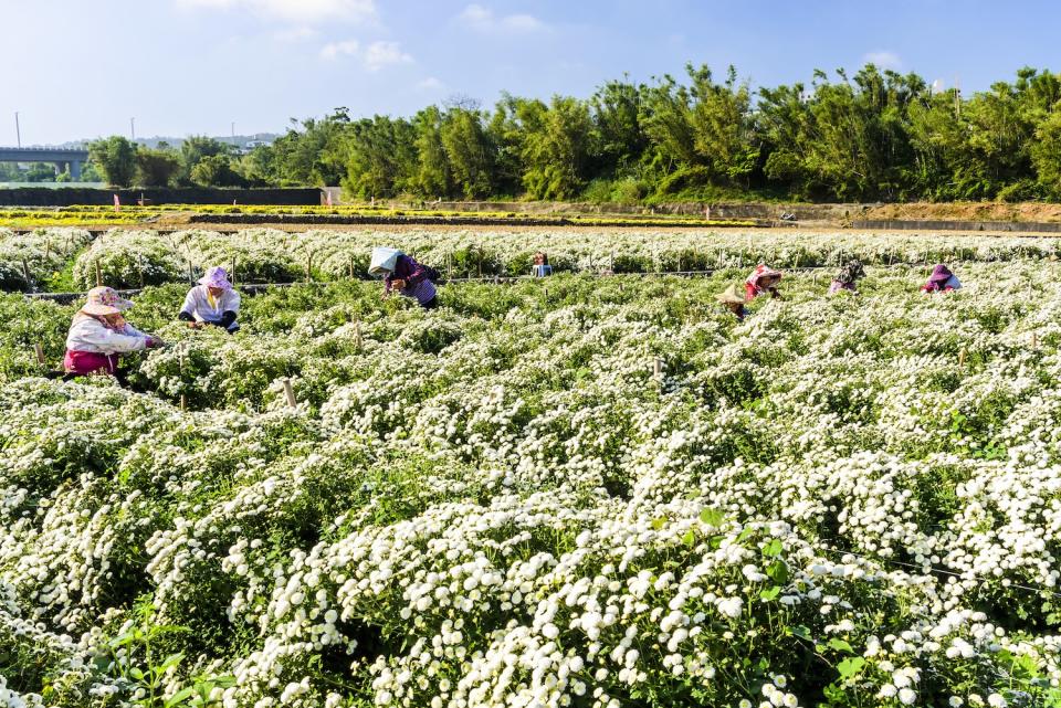 採收杭菊的農忙風景（圖片來源：Getty Creative）