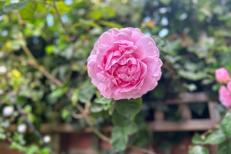 A Gertrude Jekyll rose growing in Karen's garden