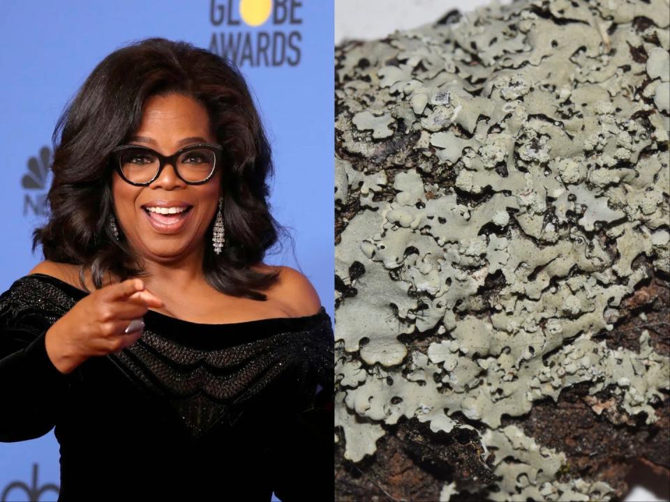 A side-by-side image of Oprah smiling and pointing at the camera and the Hypotrachyna oprah, a rare species of lichen named for her.