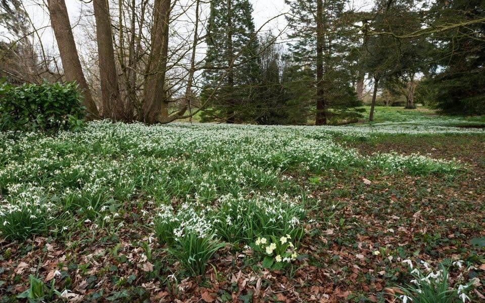 Snowdrops at Kingston Lacy - National Trust