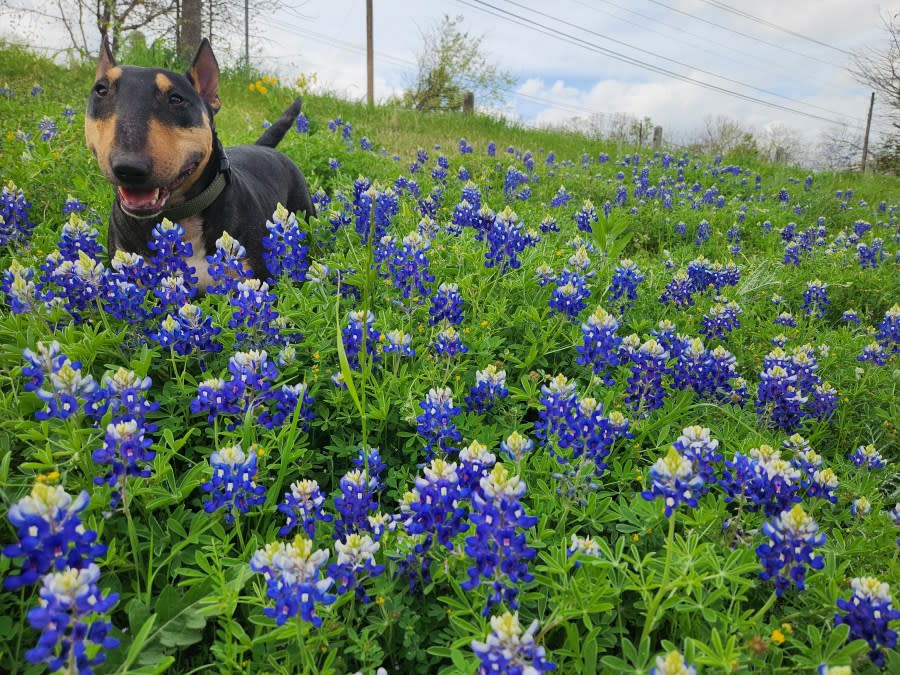 Dieter the dog enjoying the bluebonnets (Courtesy: Kristiana Beck)