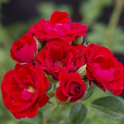 <p><a href="https://www.highcountryroses.com/shop/modern-roses/climbers-ramblers/cherry-frost/" rel="nofollow noopener" target="_blank" data-ylk="slk:Shop Now;elm:context_link;itc:0;sec:content-canvas" class="link ">Shop Now</a></p><p>Cherry Frost</p><p>$21.95</p><p>highcountryroses.com</p><span class="copyright">High Country Roses</span>