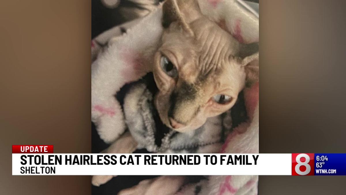 Cat Taken During Burglary in Shelton Returned to Owner – NBC