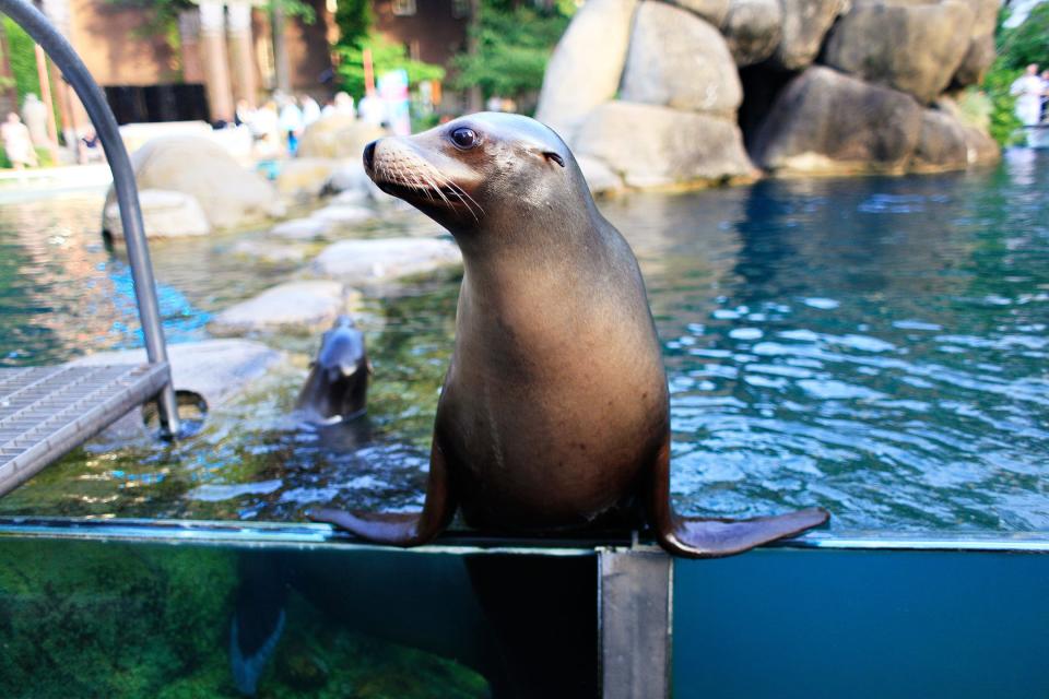 The Central Park Zoo was one of more than 30 New Deal projects in New York’s famous park.