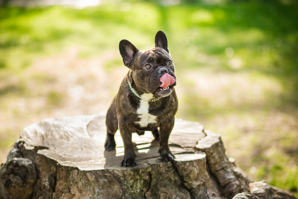 Purebred Dog French Bulldog in nature