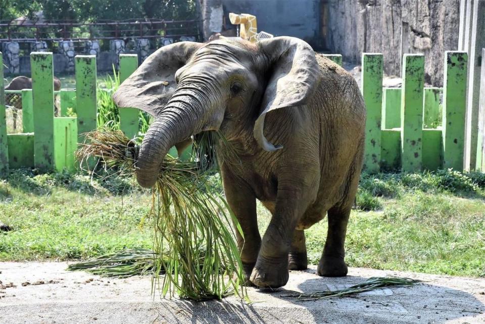 非洲象「阿里」其實是個女兒身。（壽山動物園提供）