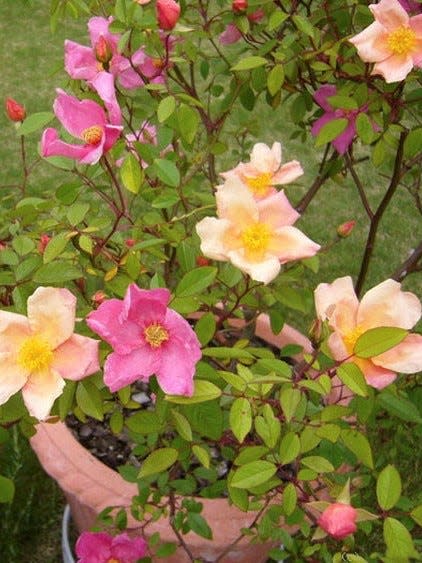 Mutabilis rose changes color from yellow to red.