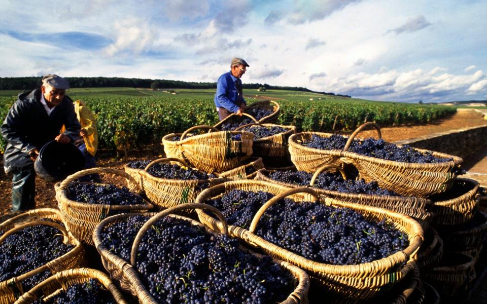 Take a river cruise through the wine region of Burgundy