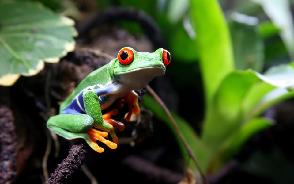 A colourful red-eyed tree frog  - Istock