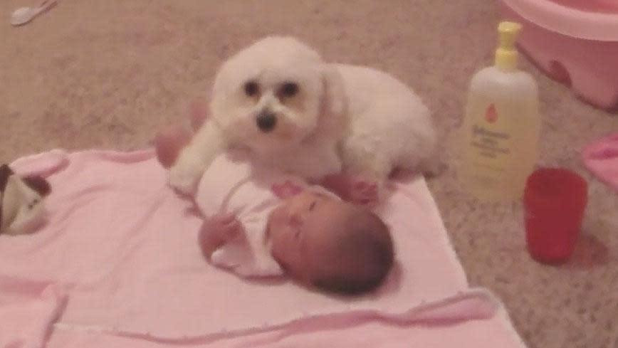WATCH: Miniature Poodle fiercely protects baby sister from big bad scary noise
