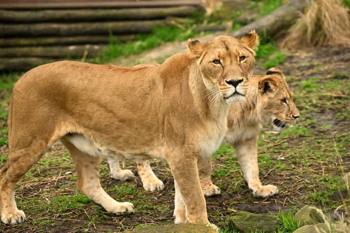 Longleat said the attack was a natural if rare occurence among apex predators  (AFP via Getty Images)