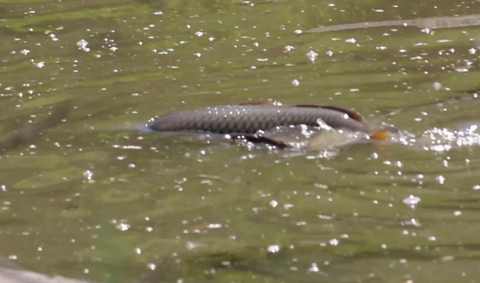 Carp specimens exhibit spawning behaviour in Windsor's Grand Marais Drain in May 2023.