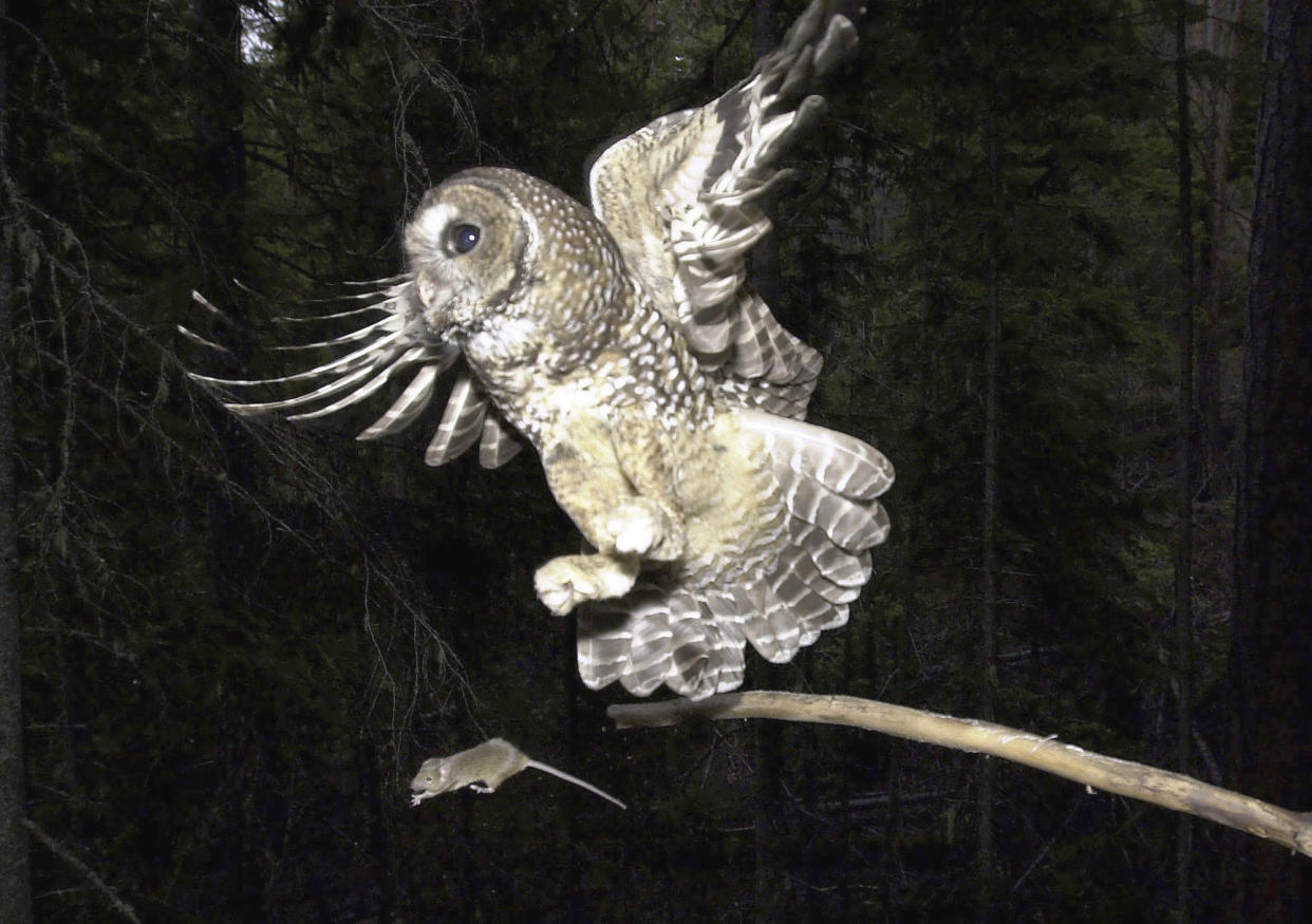 FILE - A Northern Spotted Owl flies after an elusive mouse jumping off the end of a stick in the Deschutes National Forest near Camp Sherman, Ore., on May 8, 2003. The U.S. Fish and Wildlife Service reversed a decision, made five days before President Donald Trump left office, to drastically shrink so-called critical habitat for the spotted owl. U.S. wildlife officials said Tuesday Nov. 9, 2021, they have struck down the rule that would have opened millions of acres of forest in Oregon, Washington and California to potential logging. (AP Photo/Don Ryan, File)