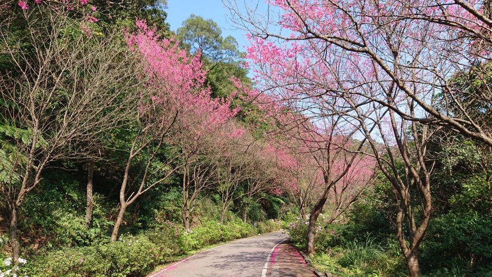 （新北市景觀處提供）