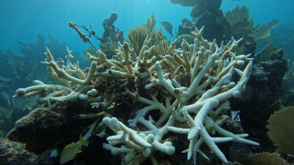 Scientists are cautiously optimistic that some of the coral can recover. - Courtesy Liv Williamson