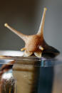 MIAMI, FL - SEPTEMBER 15: A Giant African land snail is seen as the Florida Department of Agriculture and Consumer Services announces it has positively identified a population of the invasive species in Miami-Dade county on September 15, 2011 in Miami, Florida. The Giant African land snail is one of the most damaging snails in the world because they consume at least 500 different types of plants, can cause structural damage to plaster and stucco, and can carry a parasitic nematode that can lead to meningitis in humans. An effort to eradicate the snails is being launched. The snail is one of the largest land snails in the world, growing up to eight inches in length and more than four inches in diameter. (Photo by Joe Raedle/Getty Images)