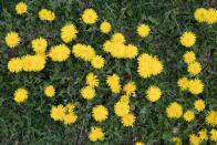 <p>Dandelions have been used in medicine for thousands of years and are more nutritious than most superfoods such as kale or spinach. They are also edible from flower to root. </p><p><strong>Cooking tip:</strong> Try the leaves in place of rocket in salads, or try leaves and flowers stir fried with garlic and olive oil.</p>