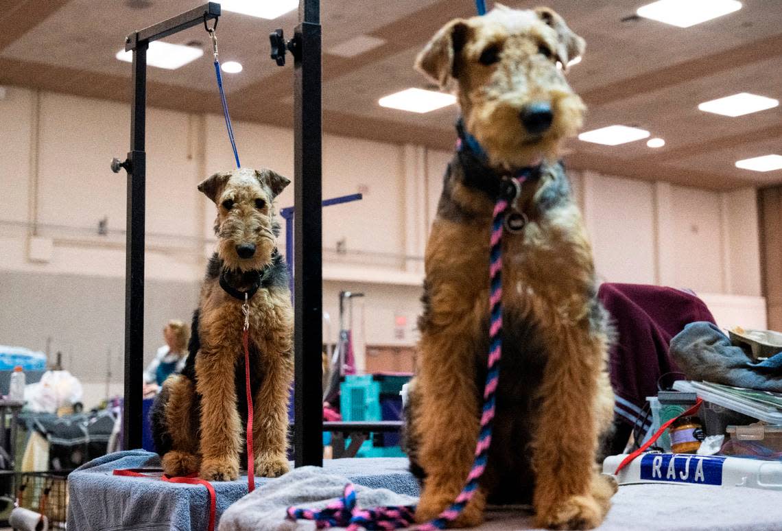 Airedale Terriers wait on tables as they’re groomed in preparation to compete in the Tacoma Kennel Club Dog Show. Terriers of all kinds are also excellent dogs for barn hunting.