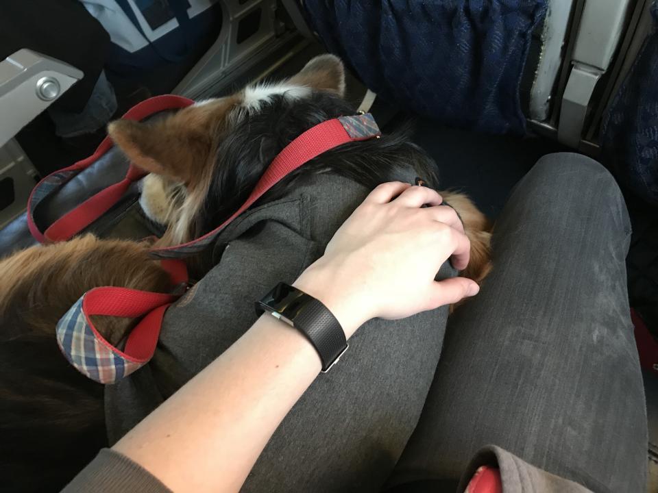 The U.S. Department of Transportation has proposed a new rule that would allow airlines to potentially ban emotional support animals from flights. (Photo: Getty Images stock image)